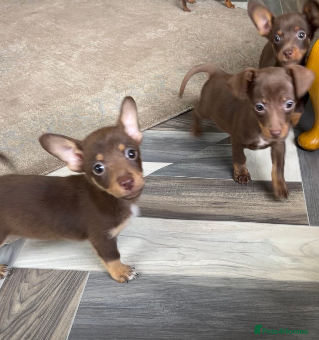Mixed Breed dogs for sale: Adorable Dachshund x Pomchi Puppies - Image 6