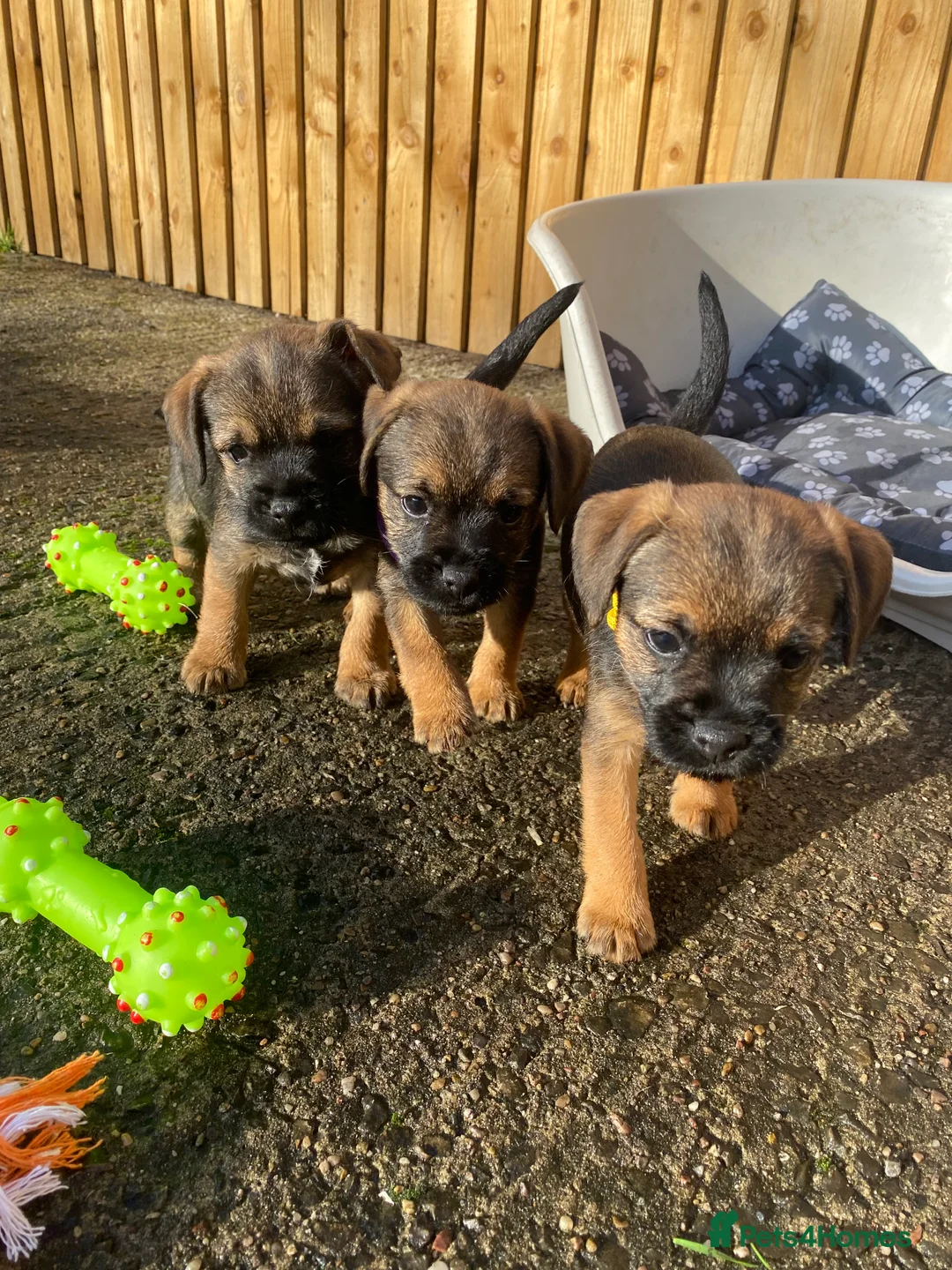 Border Terrier dogs for sale: ⭐️BORDER TERRIER PUPPIES  - Advert 16