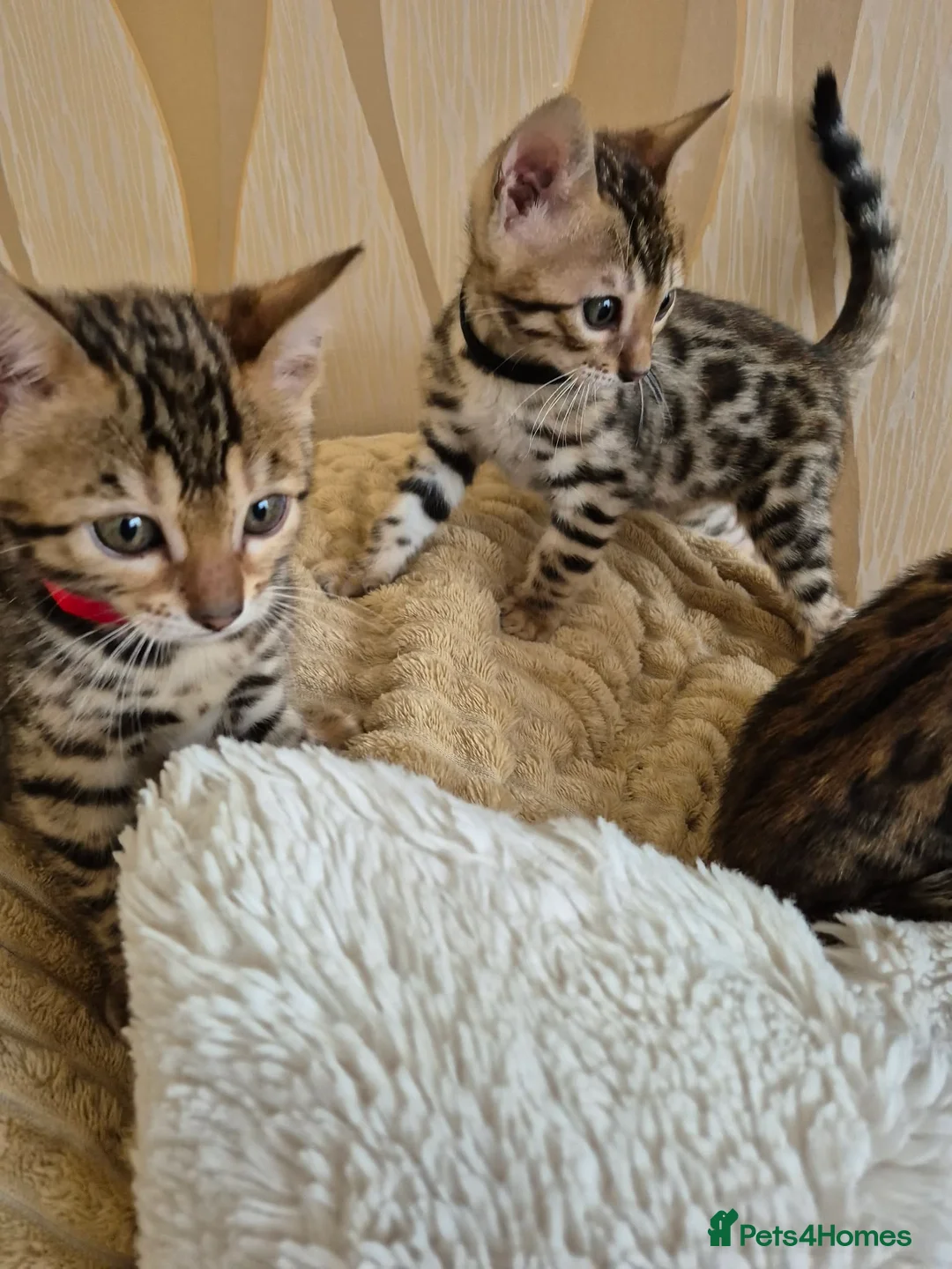 Bengal cats for sale: Bengal in Fraserburgh - Advert 2