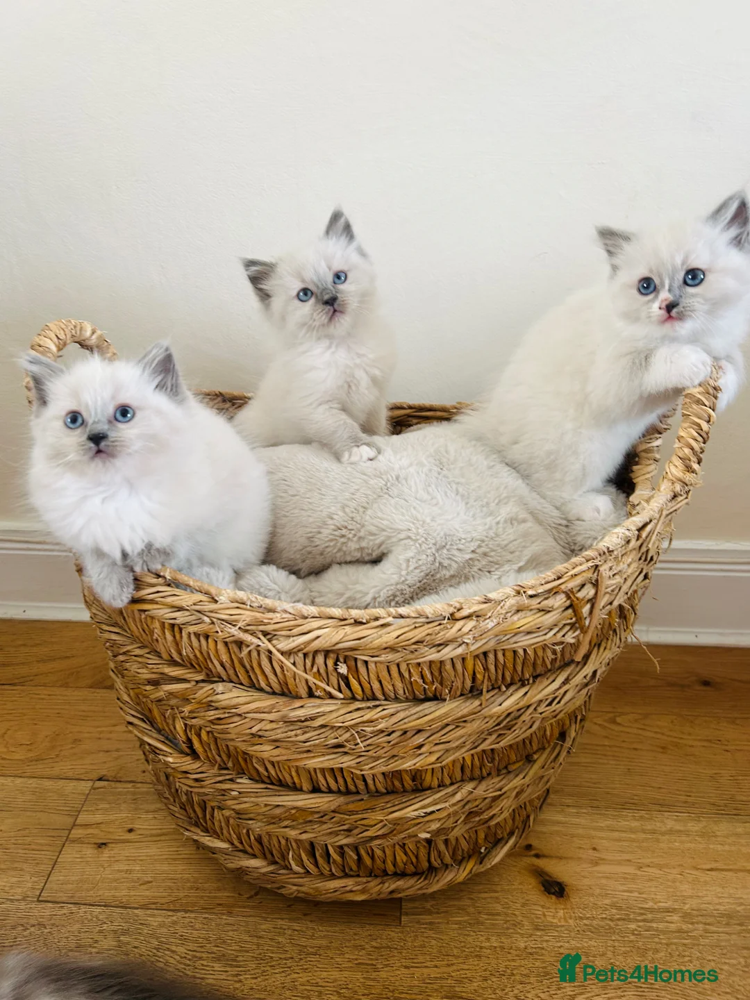 Ragdoll cats for sale: Ragdoll kittens - Advert 2
