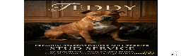 Staffordshire Bull Terrier dogs for stud: 🥨 The Red Dreamteam 🥨 - Advert 1