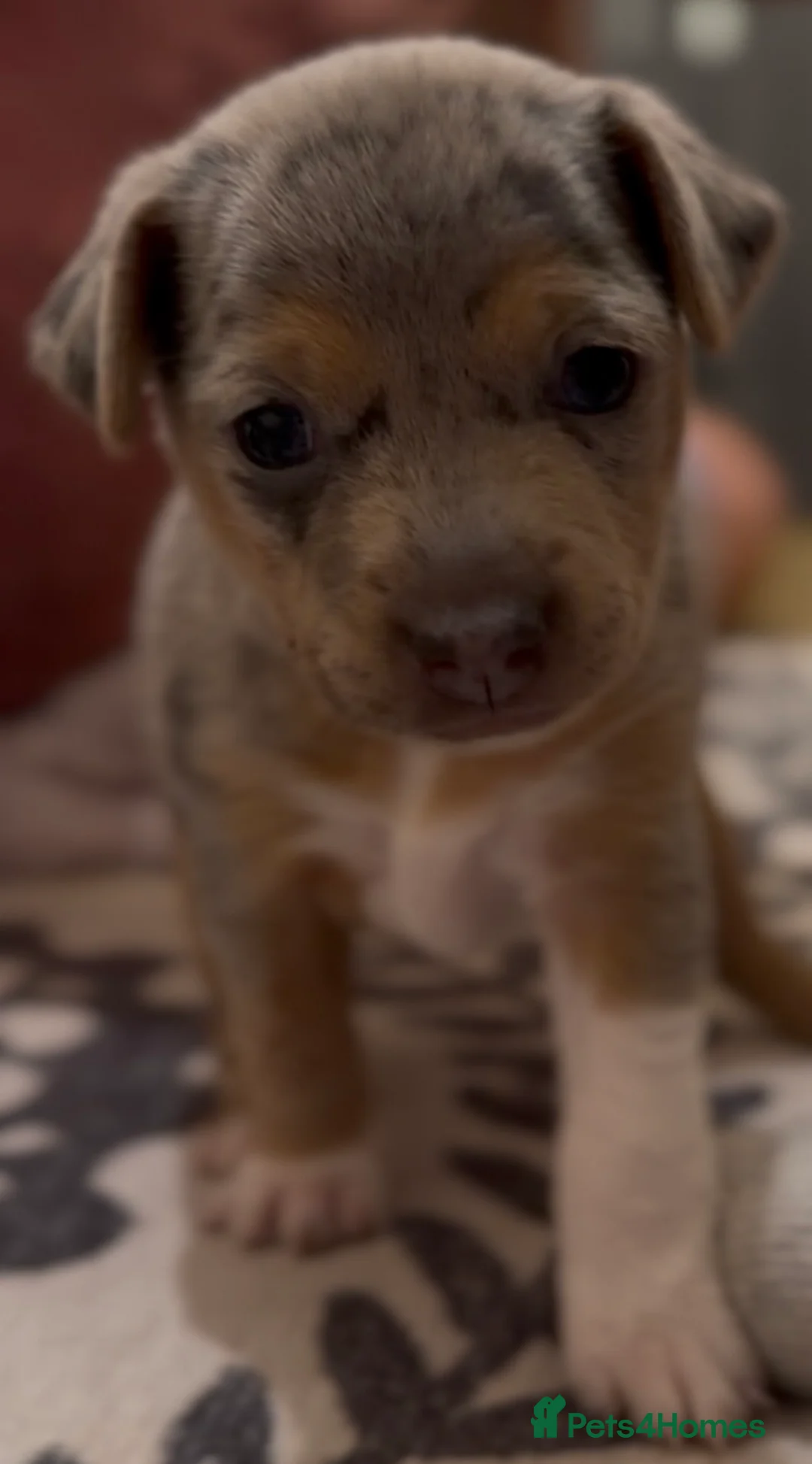 Jack Russell dogs for sale: Perfect Blue and Blue Merle Jack Russell Puppies - Advert 15