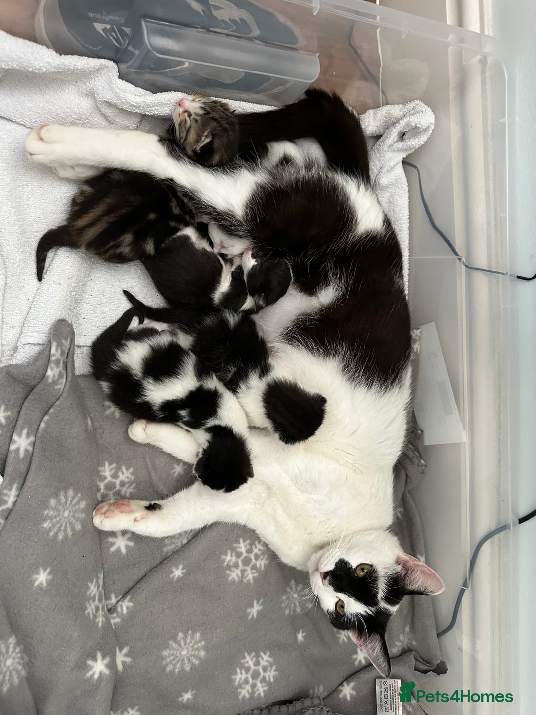 British Longhair cats for sale: Sweetie - Image 10