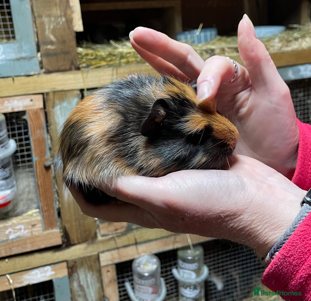 Guinea Pig rodents for sale: Bonded pair of baby guinea pigs - Advert 4