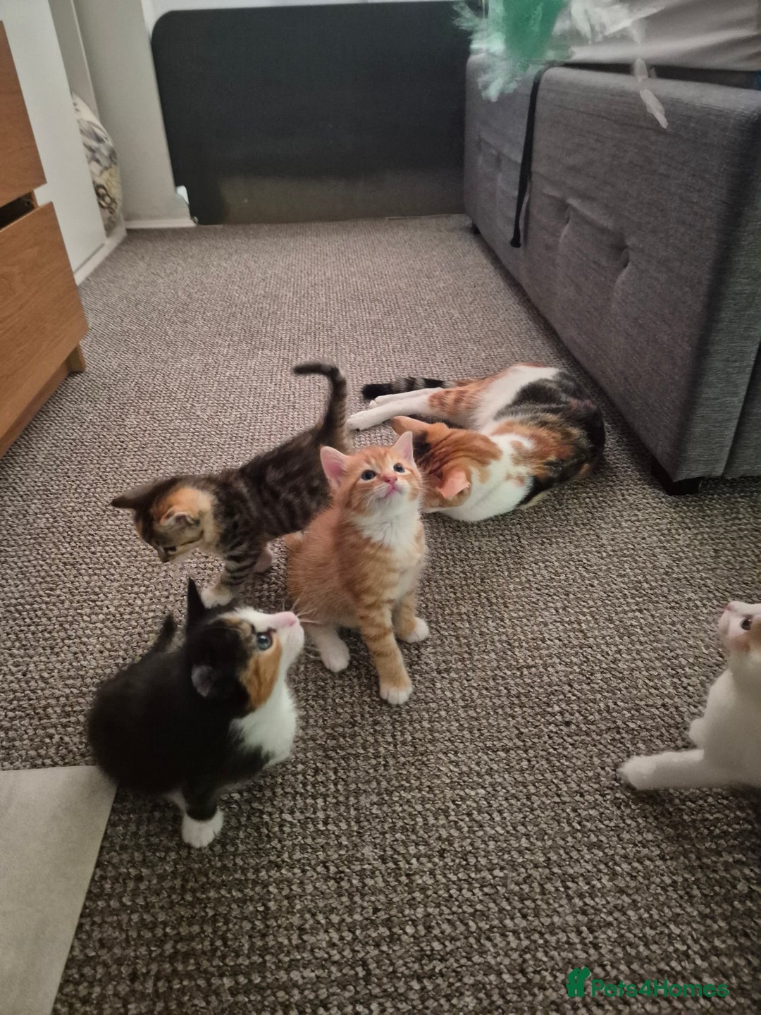 Domestic Shorthair cats for sale: 4 beautiful kittens domestic short-hair. - Image 6