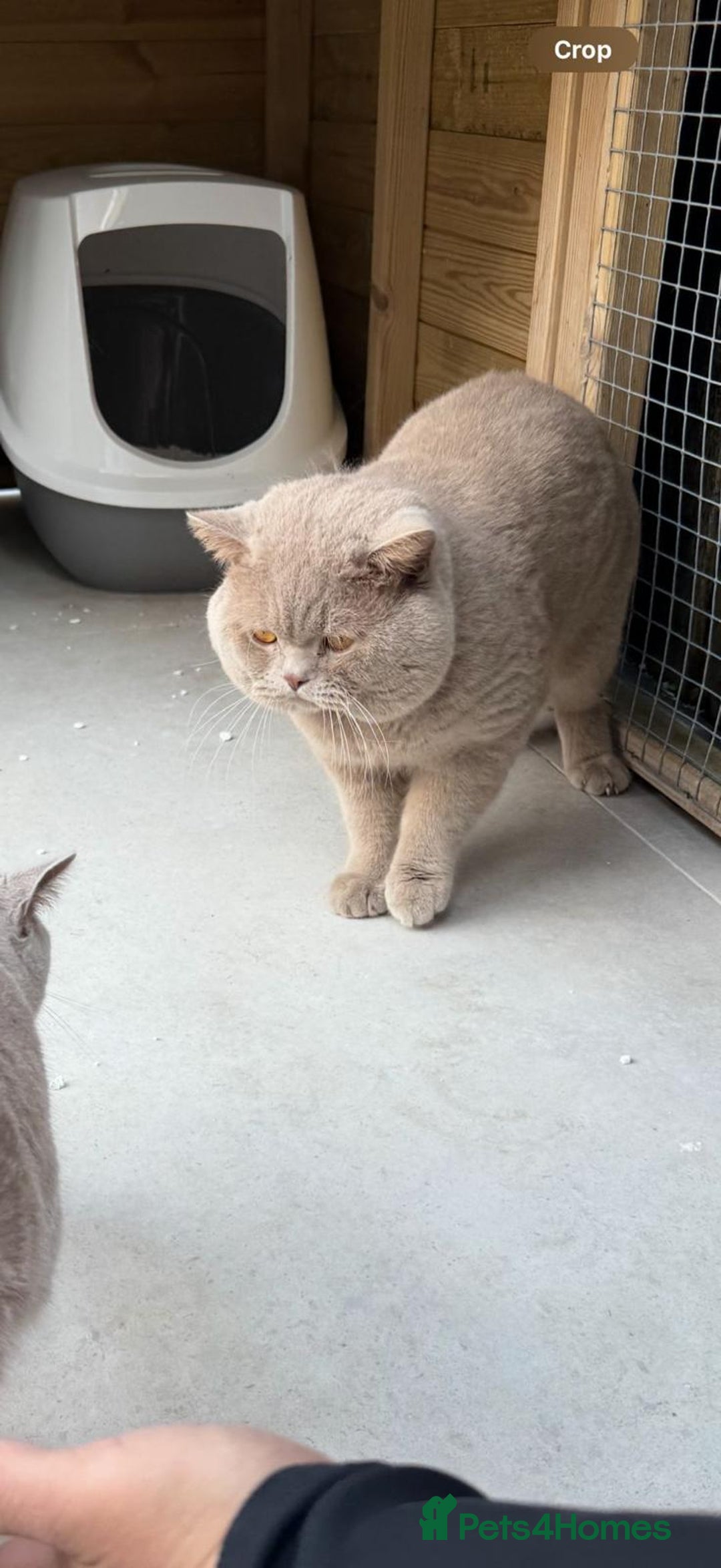 British Shorthair cats for sale: Lilac Brithish Shorthair  - Image 5