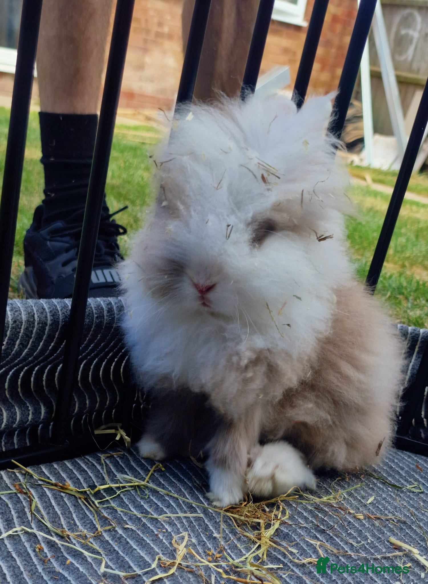 Mixed Breed rabbits Male Rabbit for sale in Tamworth - Advert 1