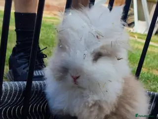 Mixed Breed rabbits Male Rabbit for sale in Tamworth - Advert 1