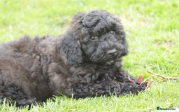 Poochon dogs for sale: F1 Poochon puppy for sale - Image 27