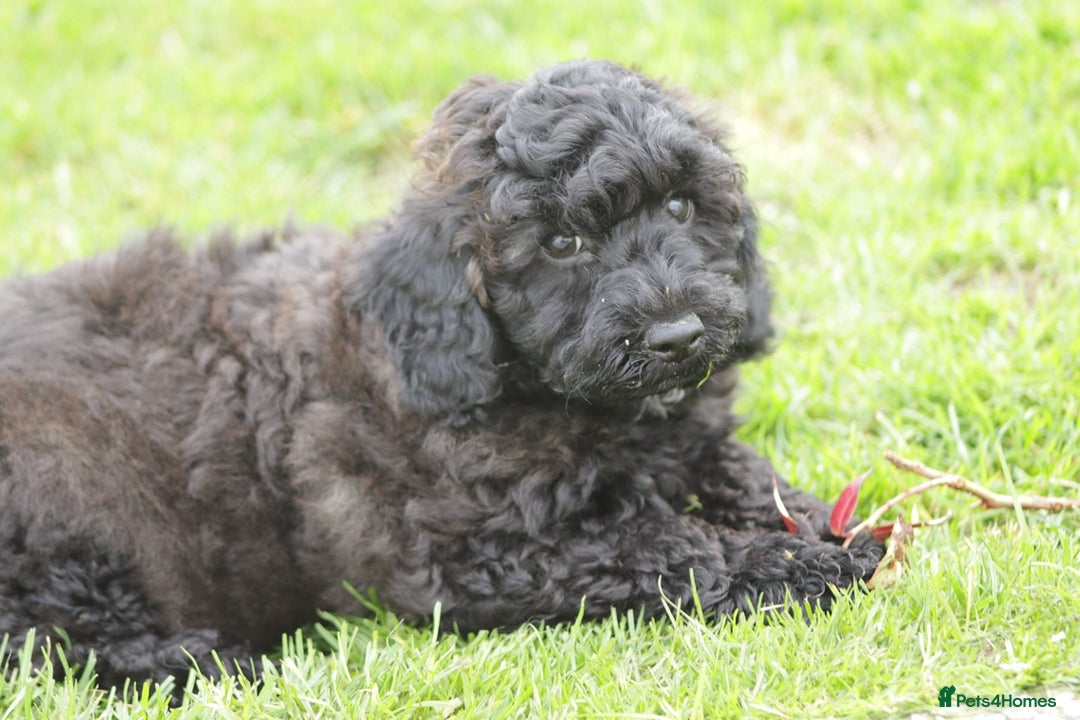 Poochon dogs for sale: F1 Poochon puppy for sale - Image 27