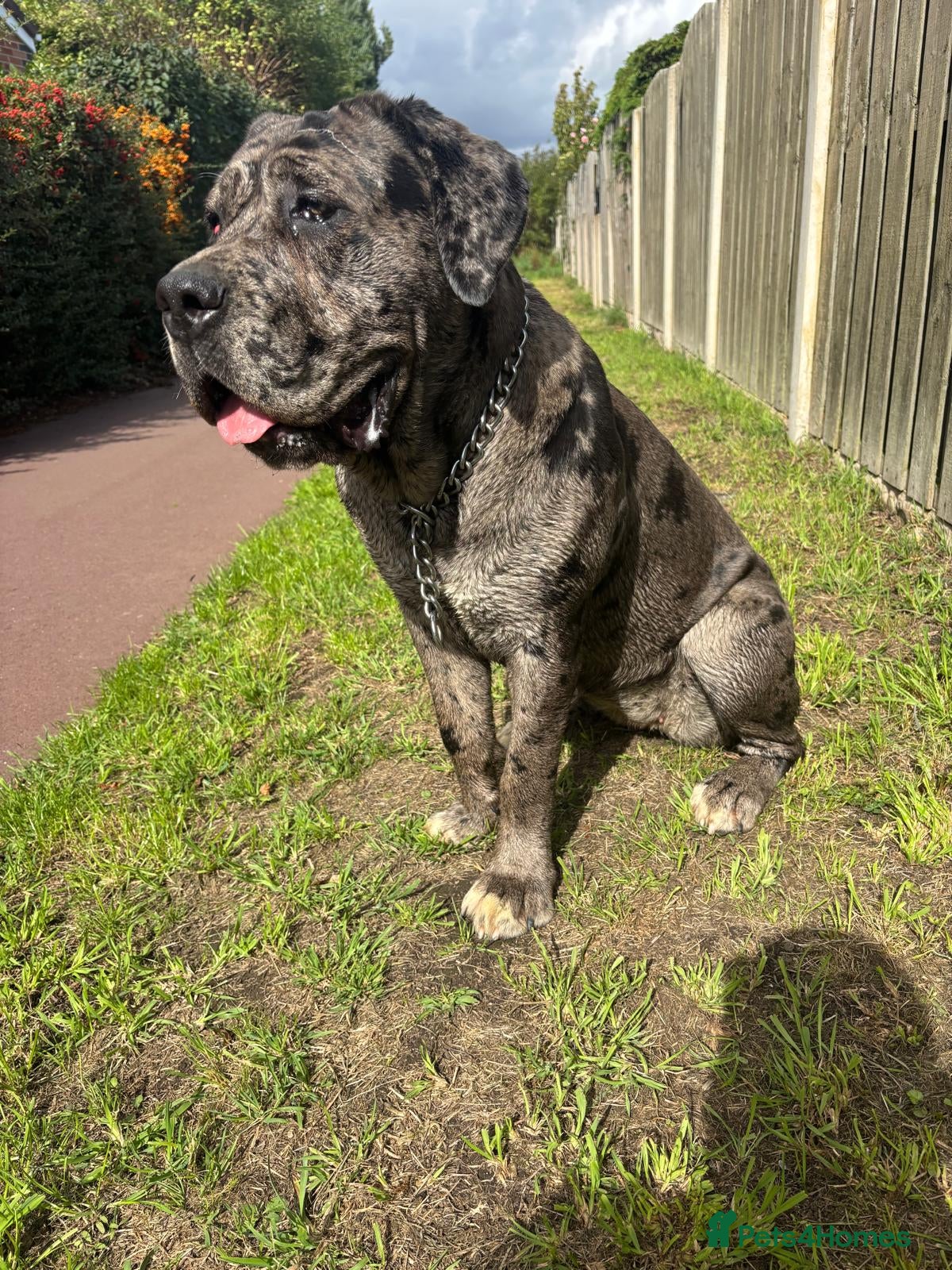 Cane Corso dogs Cleo , cane corso  - Advert 18