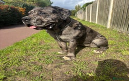 Cane Corso dogs for sale: Cleo , cane corso  - Advert 1