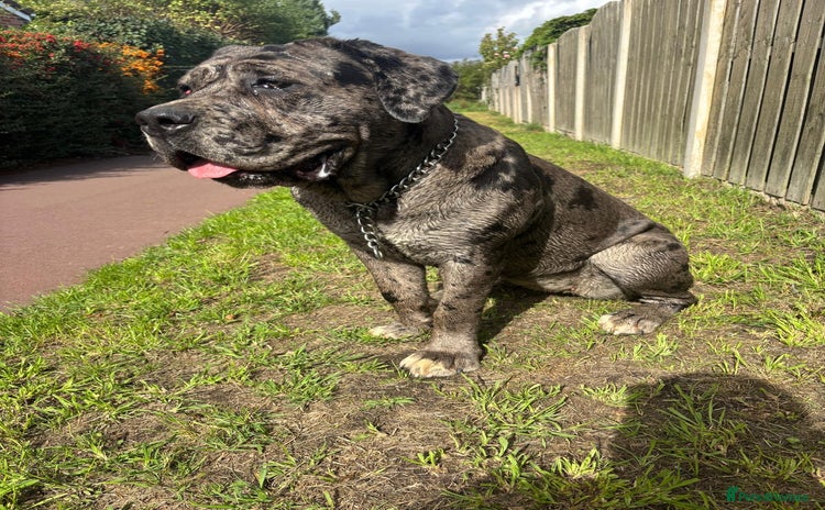 Cane Corso dogs Cleo , cane corso  - Advert 1