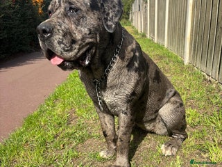 Cane Corso dogs Cleo , cane corso - Advert 16