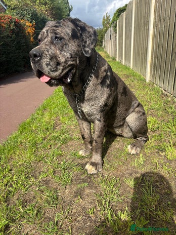 Cane Corso dogs Cleo , cane corso - Advert 1