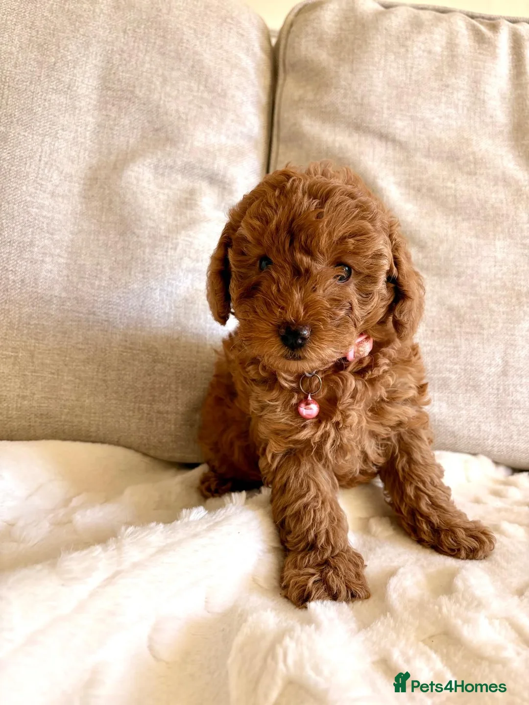 Toy Poodle dogs for sale: 3 lovely Toy Poodles  - Advert 9