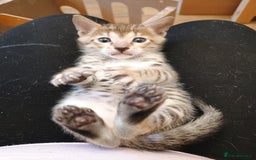 Savannah cats for sale: Gorgeous girl F4 Savannah  - Image 1
