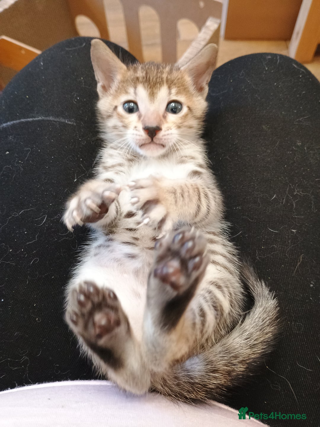 Savannah cats for sale: Gorgeous girl F4 Savannah  - Image 1