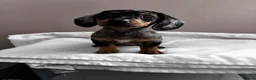 Miniature Dachshund dogs for sale: Rolo the miniature Dauch - Advert 4