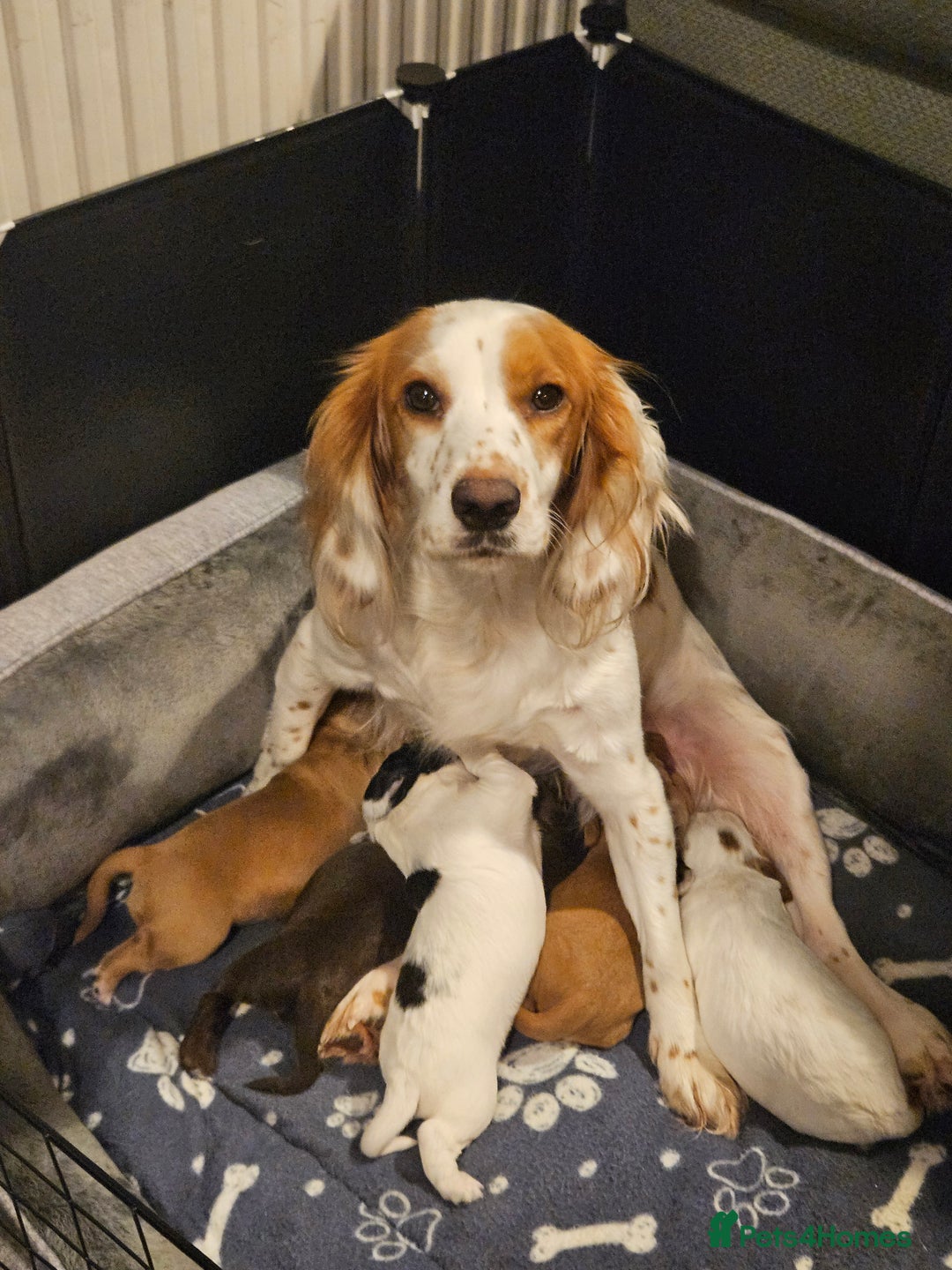 Cocker Spaniel dogs for sale: KC Working Cocker Spaniel Puppies - Advert 9