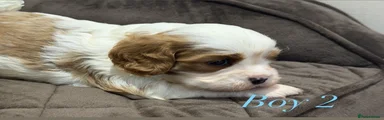 Cavalier King Charles Spaniel 2