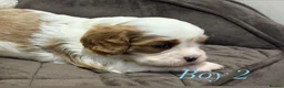 Cavalier King Charles Spaniel dogs for sale: DNA HEALTH TESTED CAVALIER KING CHARLES  - Advert 16