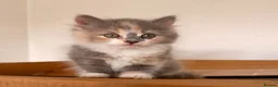 Persian cats for sale: Mix Persian Kittens Ready 2 Collect! - Advert 5