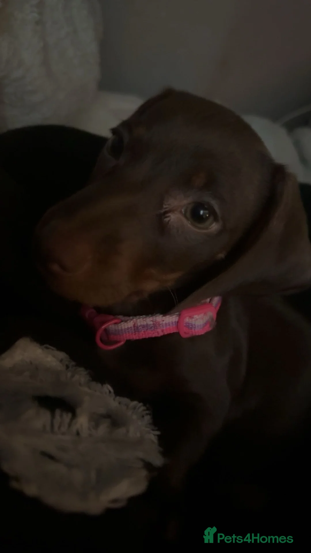 Miniature Dachshund dogs for sale: miniature dachshund  - Advert 6