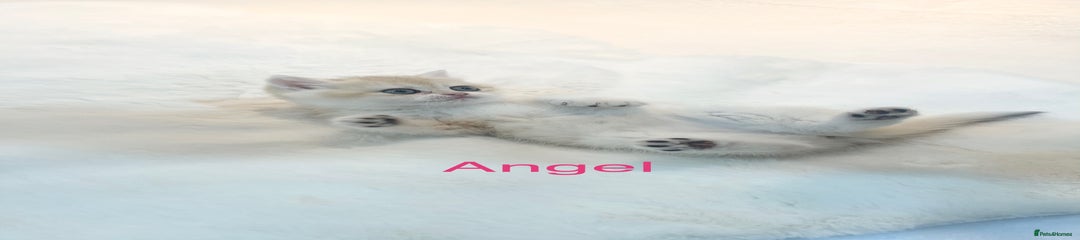 Angel