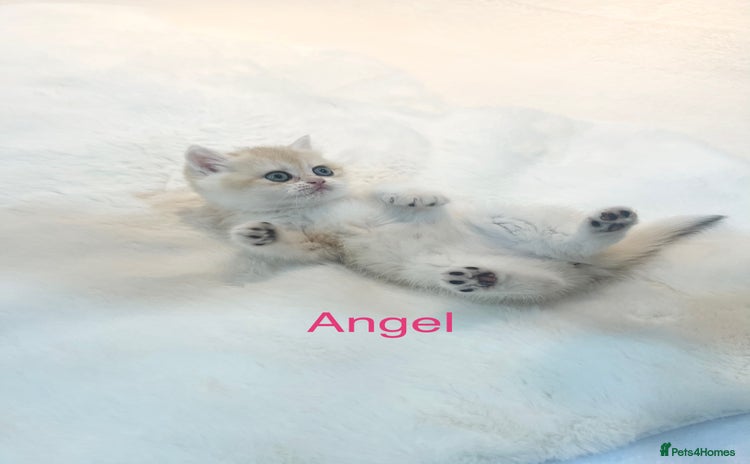 British Shorthair cats - Advert 1