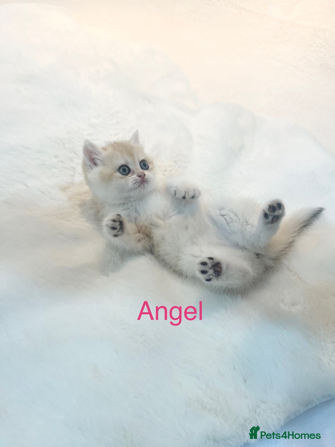 British Shorthair cats for sale: Golden NY12 British Shorthair Girl  - Image 4