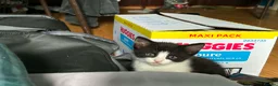 Mixed Breed cats for sale: 4 kitten looking for lovely home  - Advert 9