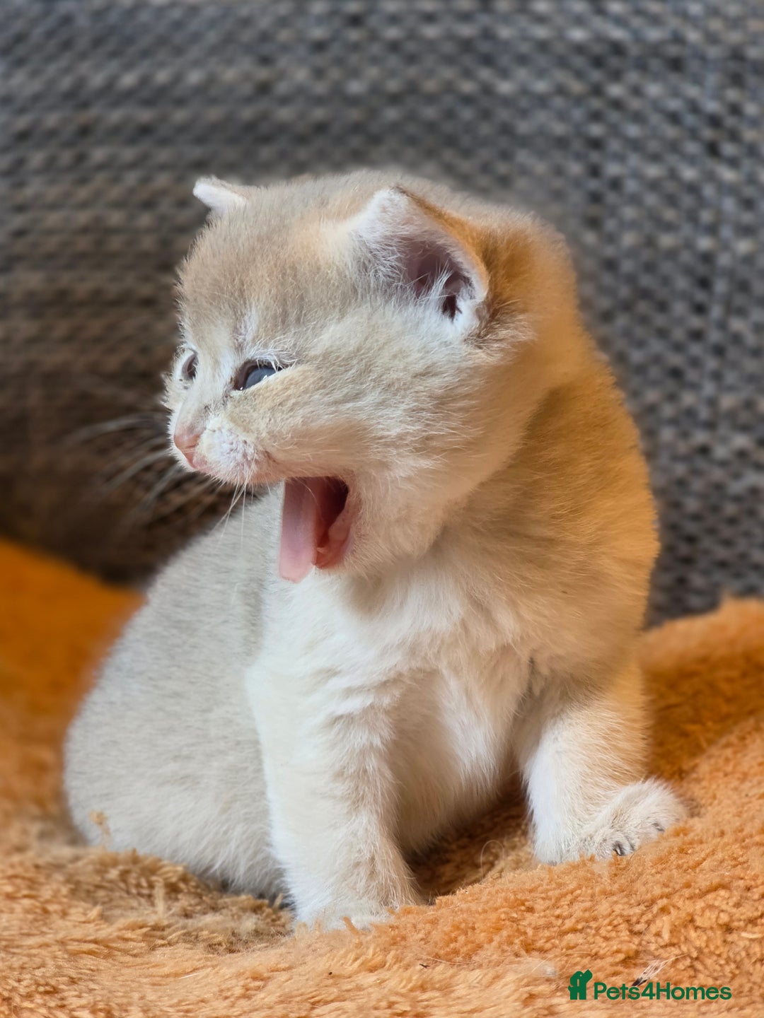 British Shorthair cats for sale: British shorthair Tica😻😽🐈😺😍🌹🌸🌼 - Advert 17