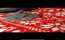 Mini Lop rabbits for sale: Gorgeous little mini lop baby bunnies ready now - Image 11