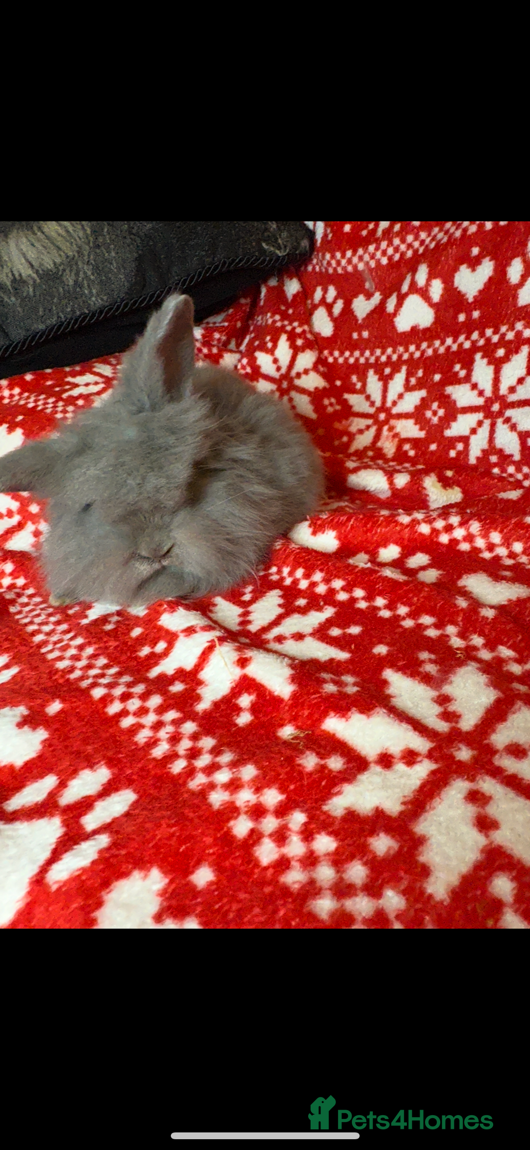 Mini Lop rabbits for sale: Gorgeous little mini lop baby bunnies ready now - Image 11