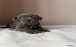 Staffordshire Bull Terrier dogs for sale: BLUEDOGCITY PHARON AT BULLSCAFF X WEDNESDAY ADDAMS - Image 1