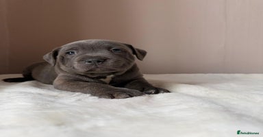 Staffordshire Bull Terrier dogs - Advert 1