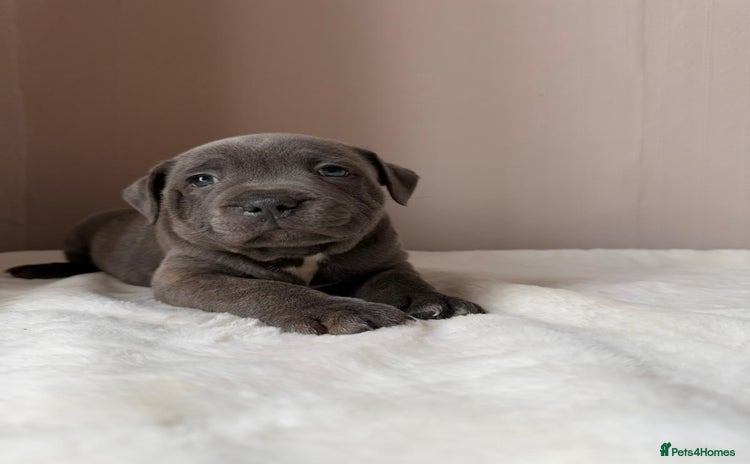 Staffordshire Bull Terrier dogs - Advert 1