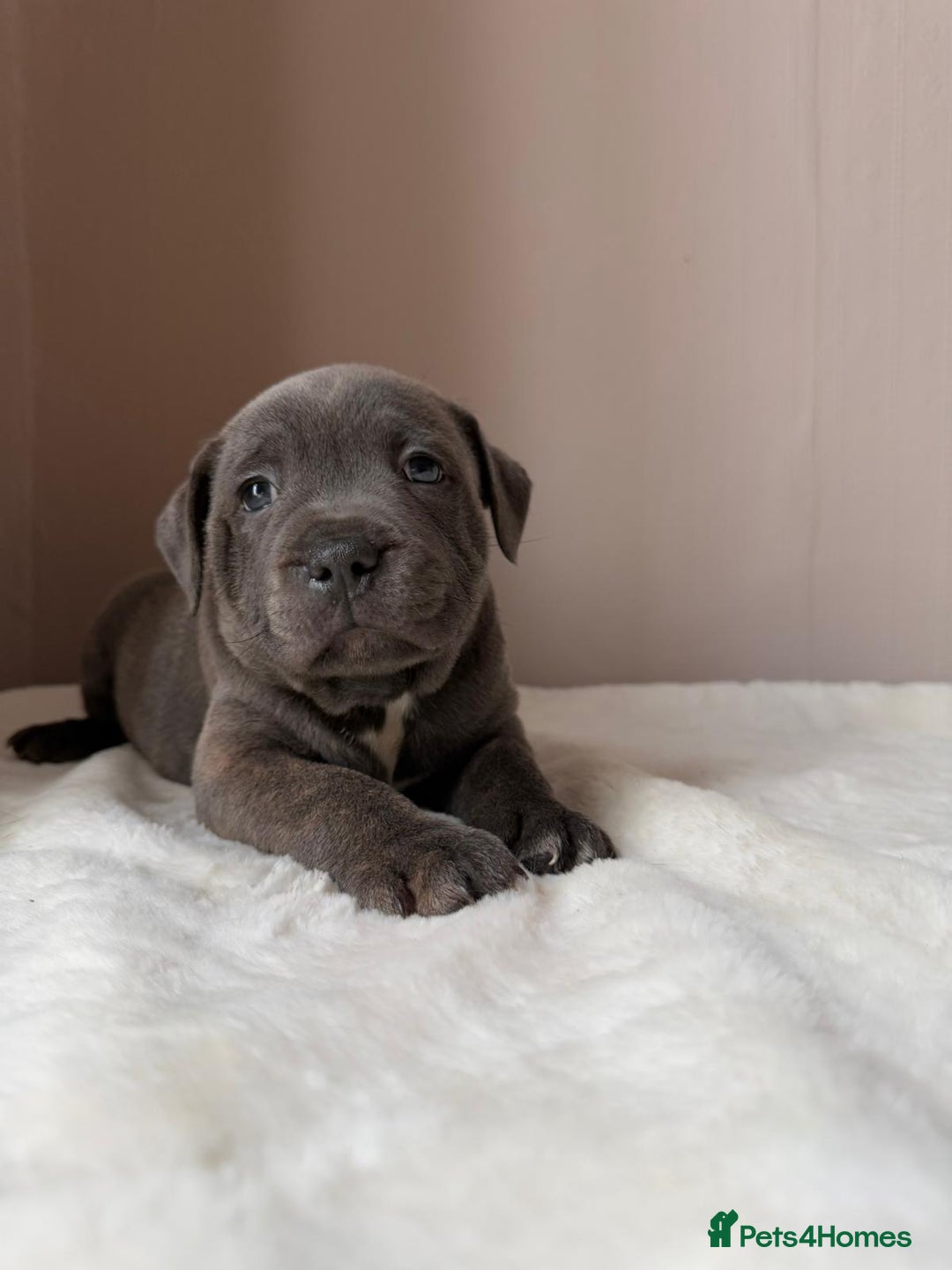Staffordshire Bull Terrier dogs for sale: BLUEDOGCITY PHARON AT BULLSCAFF X WEDNESDAY ADDAMS - Image 1
