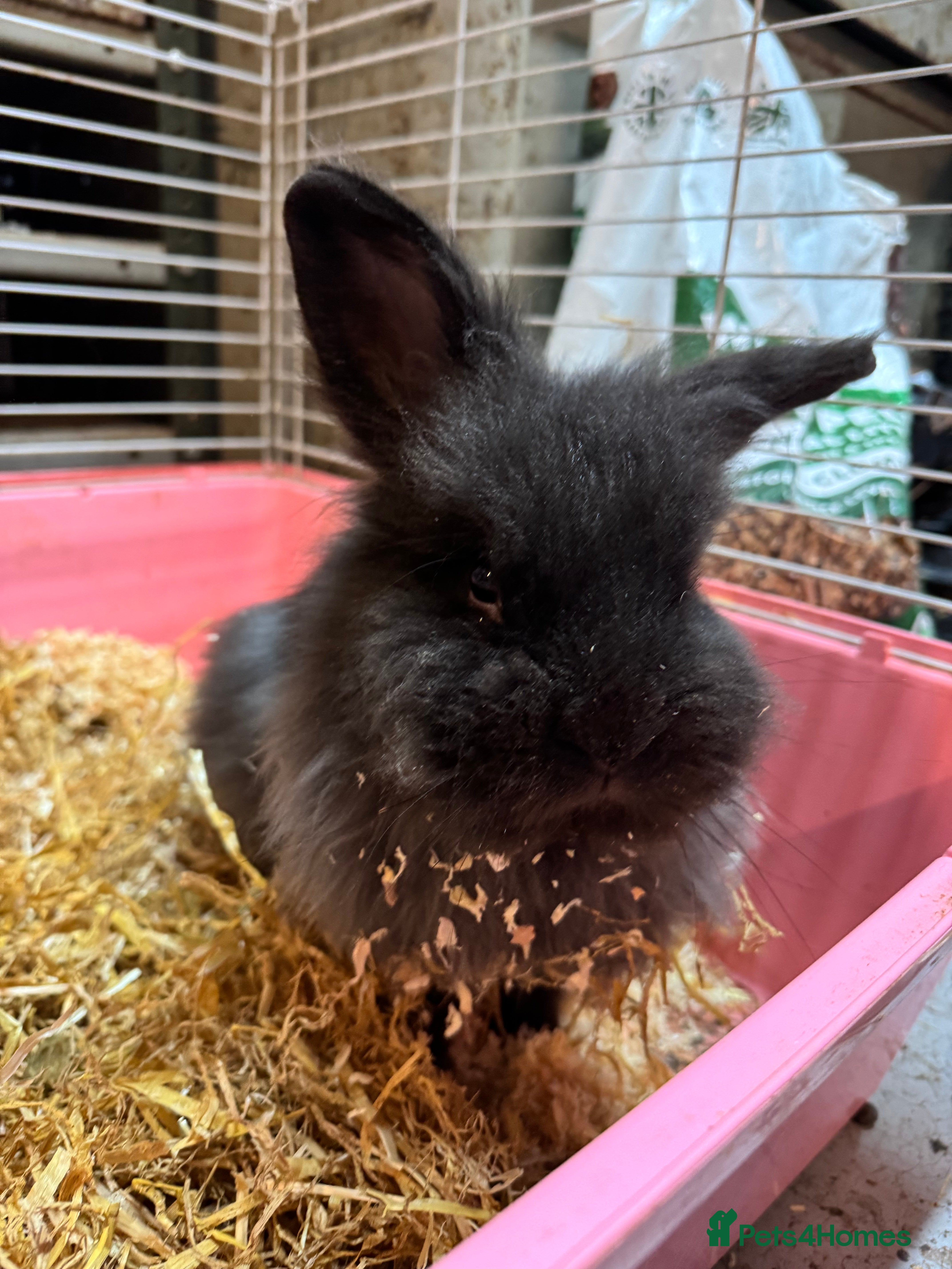 Mixed Breed rabbits 6 month old fluffy rabbit for sale  - Advert 3