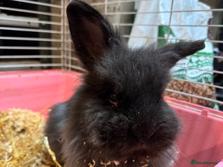 Mixed Breed rabbits 6 month old fluffy rabbit for sale - Advert 7