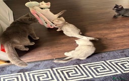 British Shorthair cats for sale: 2 lovely British short hair kitten girls - Image 5
