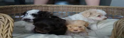 Schnoodle dogs for sale: Beautiful Schnoodle puppies  - Advert 2