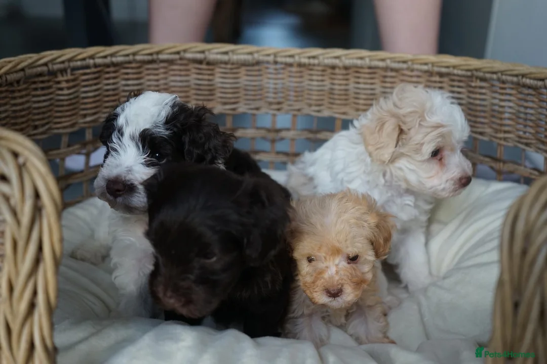 Schnoodle dogs for sale: Beautiful Schnoodle puppies  - Advert 2