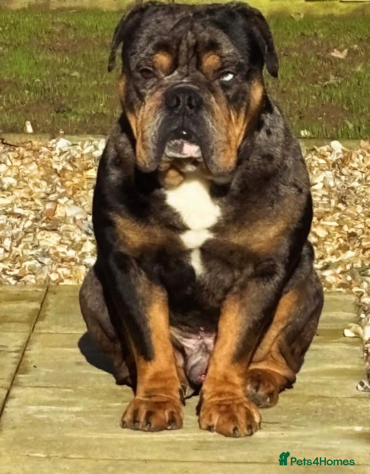 English Bulldog dogs 💎BLUE MERLE BULLDOG💎 - Advert 3