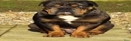 English Bulldog dogs for stud: 💎BLUE MERLE BULLDOG💎 - Advert 1