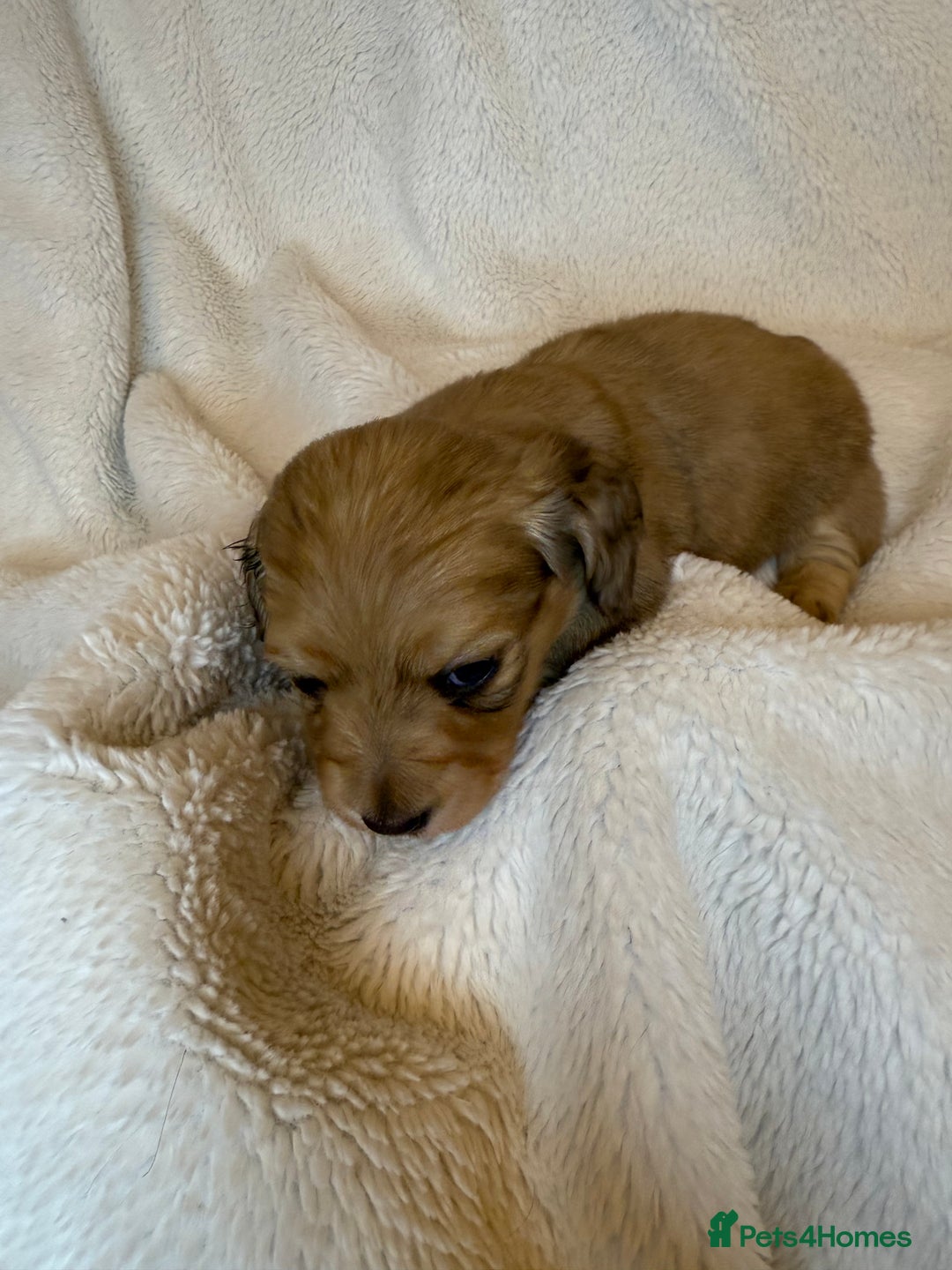 Miniature Dachshund dogs for sale: LONG HAIRED MINI DACSHUND  - Advert 3