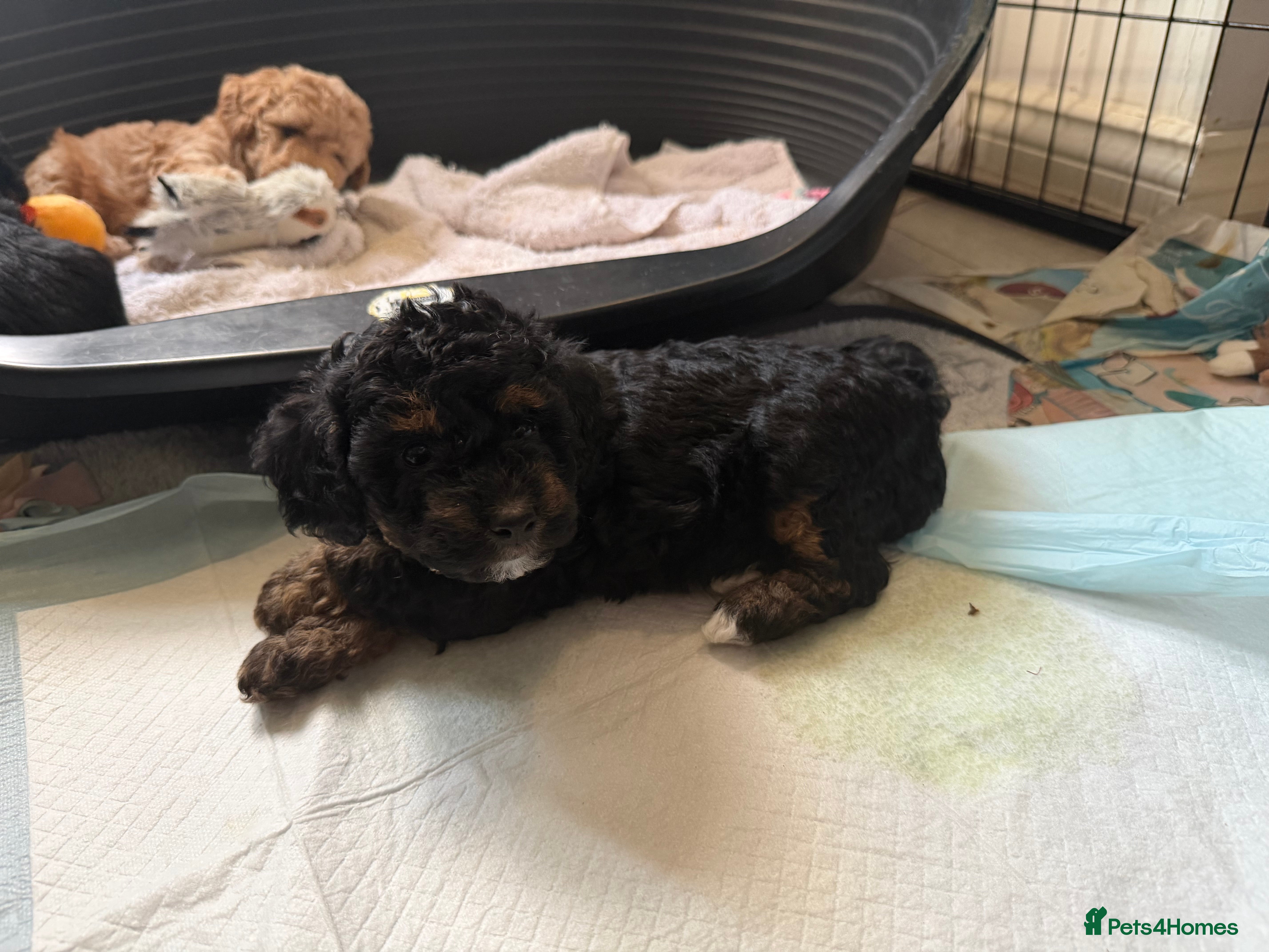 Poochon dogs Only 3 adorable girls left - Advert 2