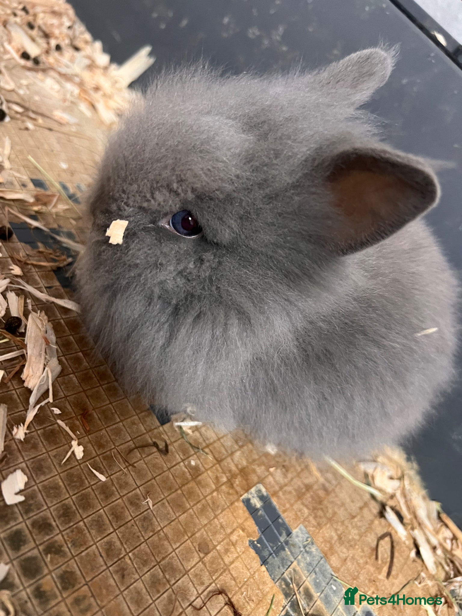Lionhead rabbits Double Lionhead baby rabbits  - Advert 2