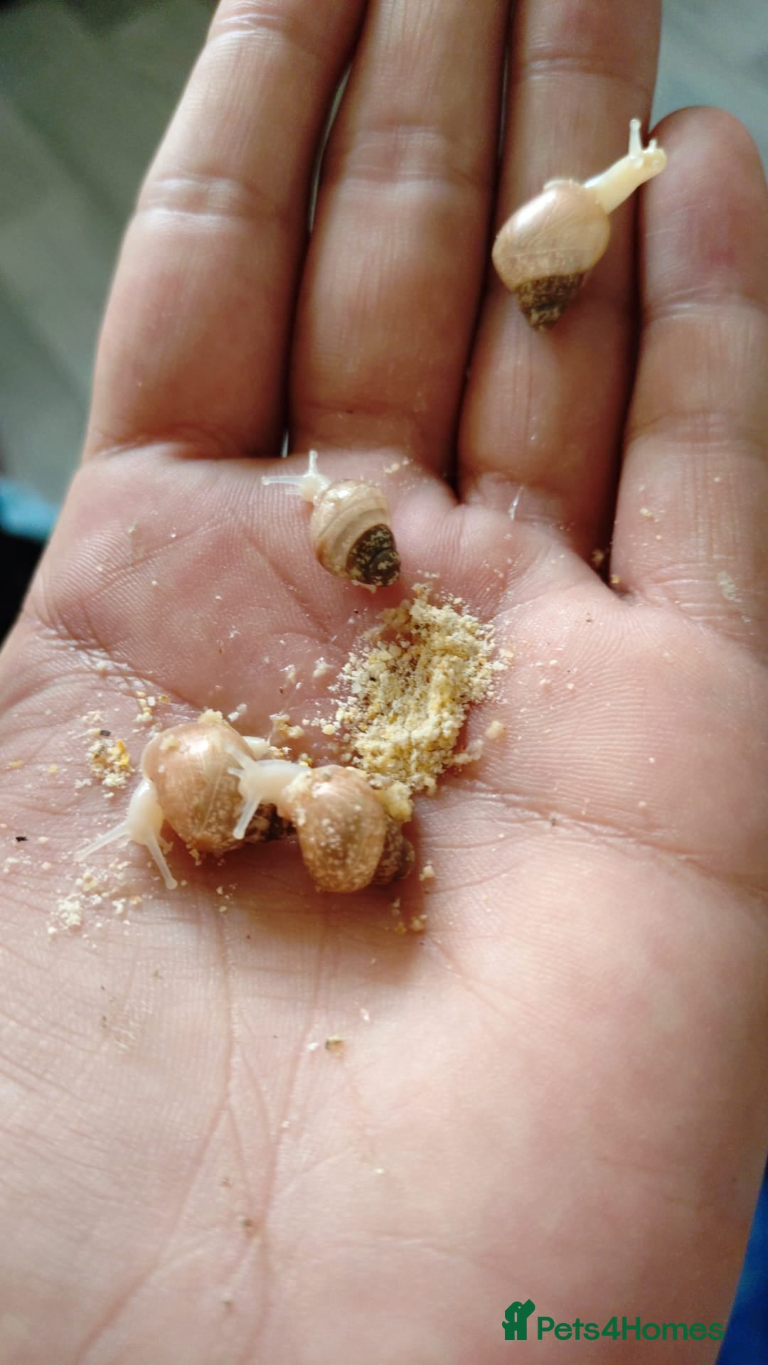 Snails invertebrates for sale: Ggghhg - Image 1